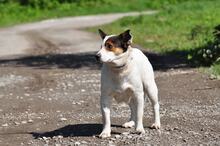 SIDNEYS217, Hund, Mischlingshund in Slowakische Republik - Bild 11