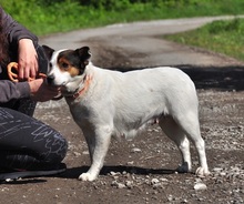 SIDNEYS217, Hund, Mischlingshund in Slowakische Republik - Bild 5