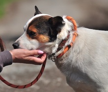 SIDNEYS217, Hund, Mischlingshund in Slowakische Republik - Bild 6