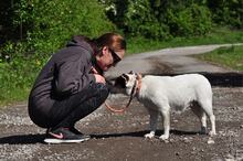 SIDNEYS217, Hund, Mischlingshund in Slowakische Republik - Bild 7