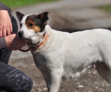 SIDNEYS217, Hund, Mischlingshund in Slowakische Republik - Bild 8