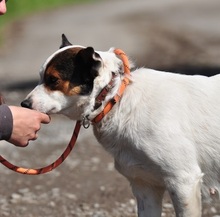 SIDNEYS217, Hund, Mischlingshund in Slowakische Republik - Bild 9