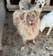 FELIX, Hund, Mischlingshund in Rumänien - Bild 5