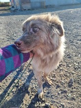 FELIX, Hund, Mischlingshund in Rumänien - Bild 6