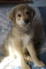 JULA, Hund, Maremma Abruzzen-Mix in Italien