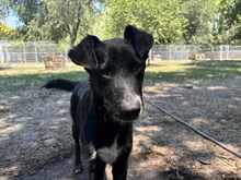 ZOKNI, Hund, Golden Retriever-Mix in Ungarn - Bild 1