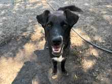 ZOKNI, Hund, Golden Retriever-Mix in Ungarn - Bild 2