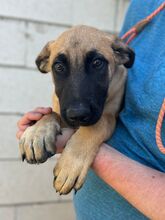 PRIMAVERA, Hund, Malinois-Mix in Spanien