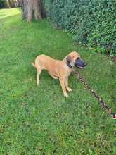 PRIMAVERA, Hund, Malinois-Mix in Frankfurt - Bild 1