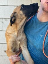 PRIMAVERA, Hund, Malinois-Mix in Frankfurt - Bild 7