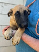 PRIMAVERA, Hund, Malinois-Mix in Frankfurt - Bild 8