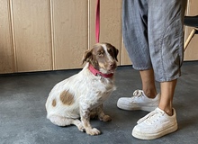 DAISY, Hund, Mischlingshund in Ungarn