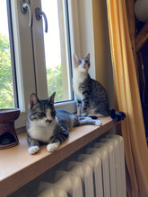 JULE, Katze, Europäisch Kurzhaar in Oranienburg - Bild 2