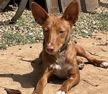 LIZZYCH40, Hund, Podenco Andaluz in Spanien - Bild 1