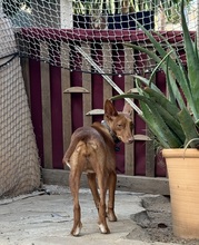 LIZZYCH40, Hund, Podenco Andaluz in Spanien - Bild 10