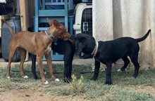 LIZZYCH40, Hund, Podenco Andaluz in Spanien - Bild 11