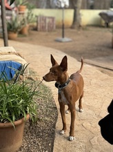 LIZZYCH40, Hund, Podenco Andaluz in Spanien - Bild 12