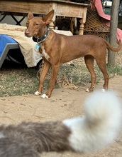 LIZZYCH40, Hund, Podenco Andaluz in Spanien - Bild 13