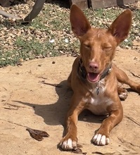 LIZZYCH40, Hund, Podenco Andaluz in Spanien - Bild 2