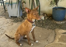 LIZZYCH40, Hund, Podenco Andaluz in Spanien - Bild 3