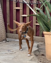 LIZZYCH40, Hund, Podenco Andaluz in Spanien - Bild 6