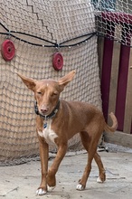 LIZZYCH40, Hund, Podenco Andaluz in Spanien - Bild 7