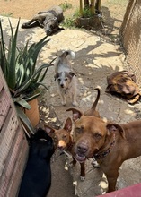 LIZZYCH40, Hund, Podenco Andaluz in Spanien - Bild 8