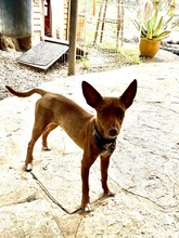 LIZZYCH40, Hund, Podenco Andaluz in Spanien - Bild 9