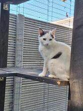 INNA, Katze, Europäisch Kurzhaar in Rumänien - Bild 3