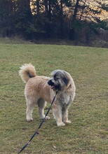 BONNIE, Hund, Mischlingshund in Rumänien - Bild 10