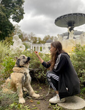 BONNIE, Hund, Mischlingshund in Rumänien - Bild 12