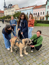 BONNIE, Hund, Mischlingshund in Rumänien - Bild 16