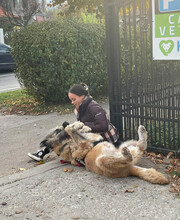 BONNIE, Hund, Mischlingshund in Rumänien - Bild 17