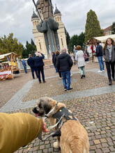 BONNIE, Hund, Mischlingshund in Rumänien - Bild 21