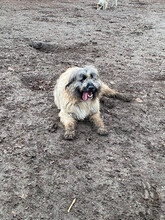 BONNIE, Hund, Mischlingshund in Rumänien - Bild 23