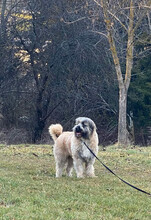 BONNIE, Hund, Mischlingshund in Rumänien - Bild 24