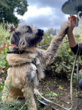 BONNIE, Hund, Mischlingshund in Rumänien - Bild 9