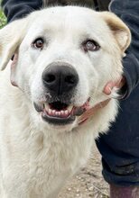 ARCO, Hund, Mischlingshund in Griechenland - Bild 16