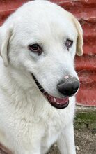 ARCO, Hund, Mischlingshund in Griechenland - Bild 17