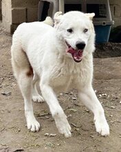 ARCO, Hund, Mischlingshund in Griechenland - Bild 18