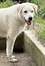 ARCO, Hund, Mischlingshund in Griechenland - Bild 19
