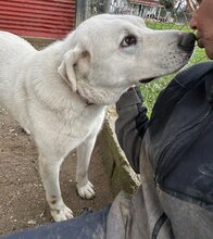ARCO, Hund, Mischlingshund in Griechenland - Bild 20