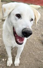 ARCO, Hund, Mischlingshund in Griechenland - Bild 22