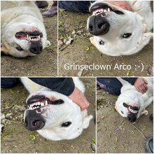 ARCO, Hund, Mischlingshund in Griechenland - Bild 23
