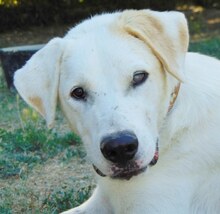 ARCO, Hund, Mischlingshund in Griechenland - Bild 3