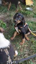 NONI, Hund, Mischlingshund in Bulgarien - Bild 6