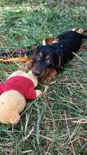 NONI, Hund, Mischlingshund in Bulgarien - Bild 8