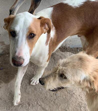 RUFUS, Hund, Mischlingshund in Portugal - Bild 1