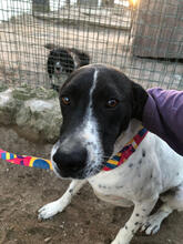 MURPHY, Hund, Pointer-Mix in Portugal - Bild 2