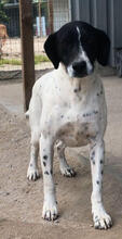 MURPHY, Hund, Pointer-Mix in Portugal - Bild 3